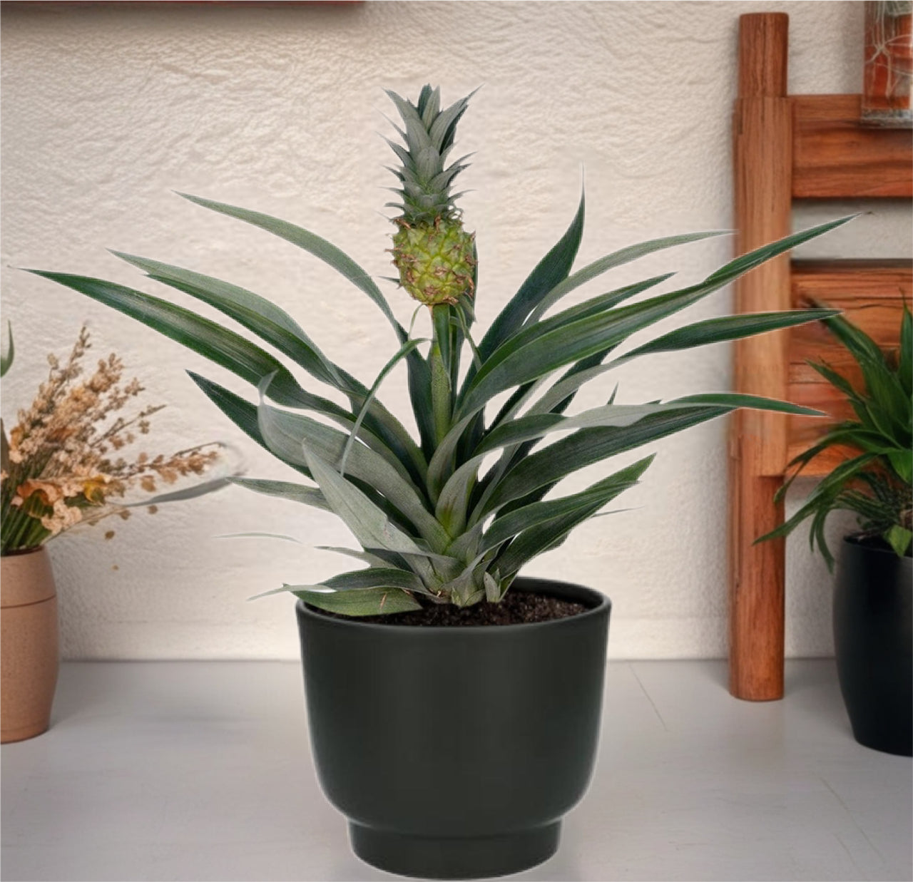 Bromelia Ananas - Ø12cm - ↕30cm