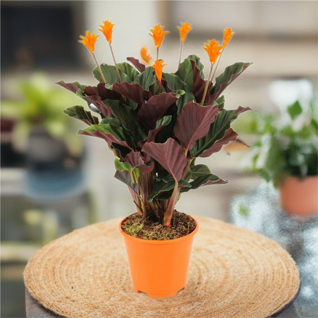 Calathea Crocata - Ø 14 cm - Hoogte: 40 - 45cm