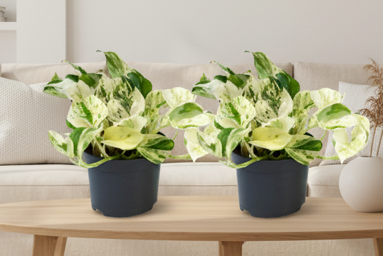 Epipremnum Happy Leaf - 2 stuks - Ø12cm - Ø12