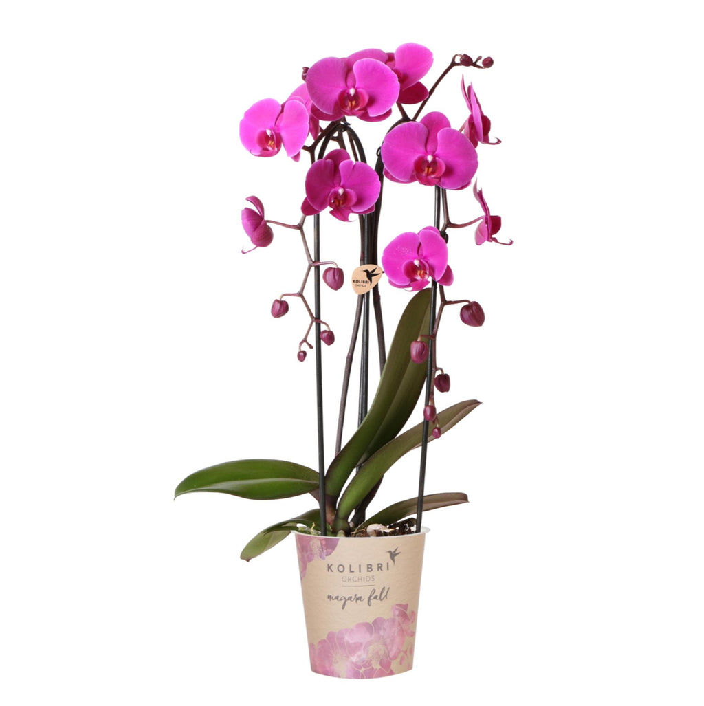 Paarse phalaenopsis orchidee potmaat Ø12cm | Freeride | bloeiende kamerplant - vers van de kweker