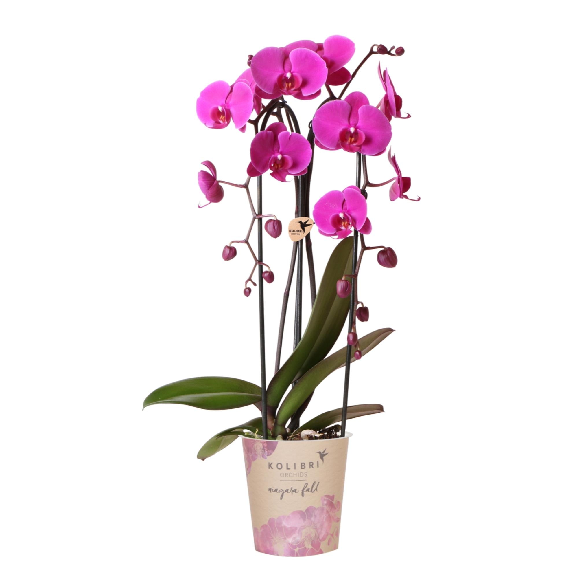 Paarse phalaenopsis orchidee potmaat Ø12cm | Freeride | bloeiende kamerplant - vers van de kweker