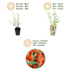 Fruitplanten -3x Goijbes - Lycium Barbarum - Winterhard - 3 Planten - Pot  9 cm - Oranje - Rode Vrucht