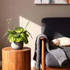 Kamerplant 2 STUKS- Maranta Fascinator Lemon Lime - Gebedsplant - Huisdiervriendelijk - Groen - 2 Planten - Pot 12cm - Hoogte 30-35cm