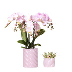 Plantenset Valentijn 'Candy' | Roze Phalaenopsis Orchidee Portugal en Succulent incl. keramieken sierpotten