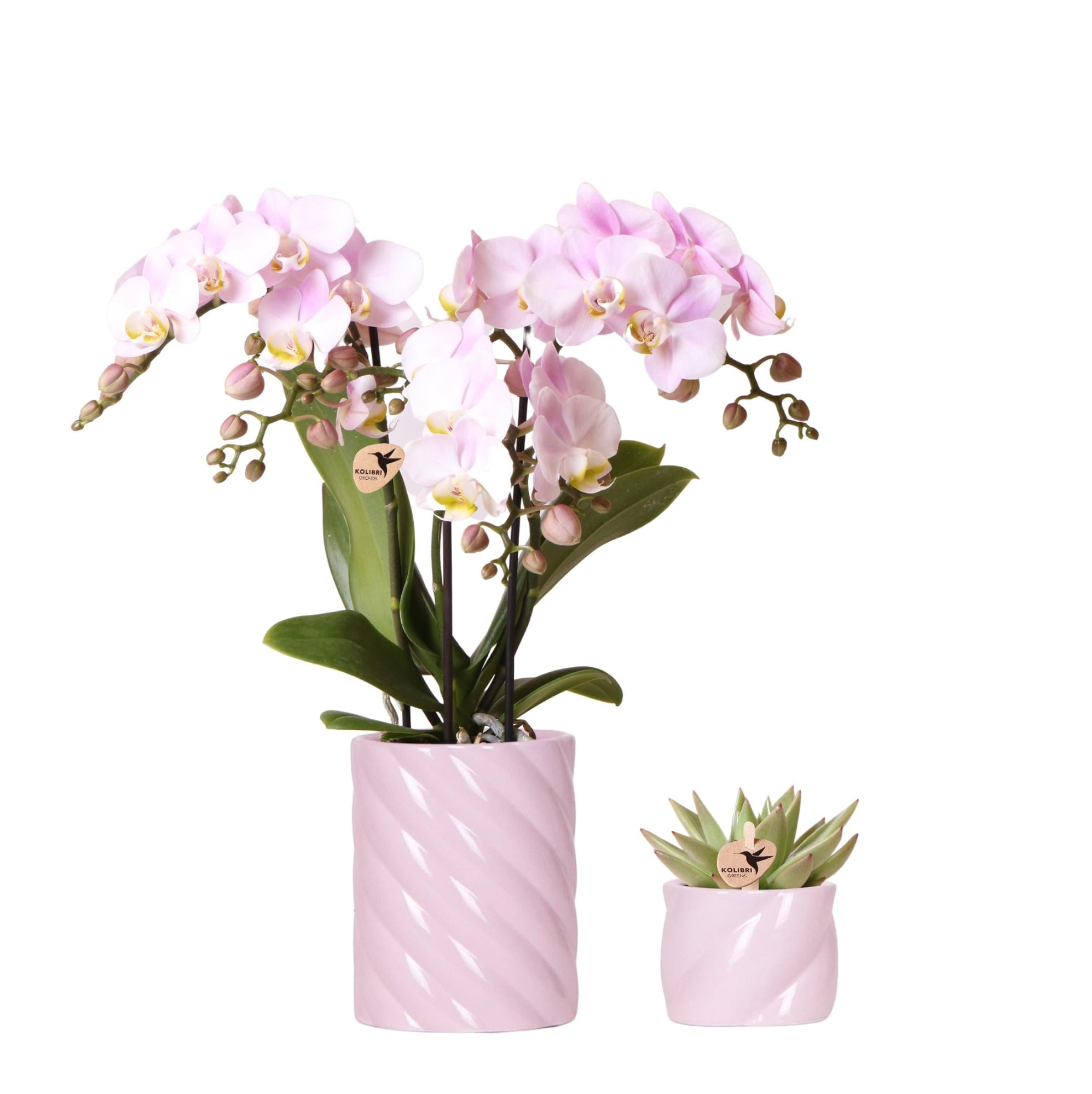 Plantenset Valentijn 'Candy' | Roze Phalaenopsis Orchidee Portugal en Succulent incl. keramieken sierpotten