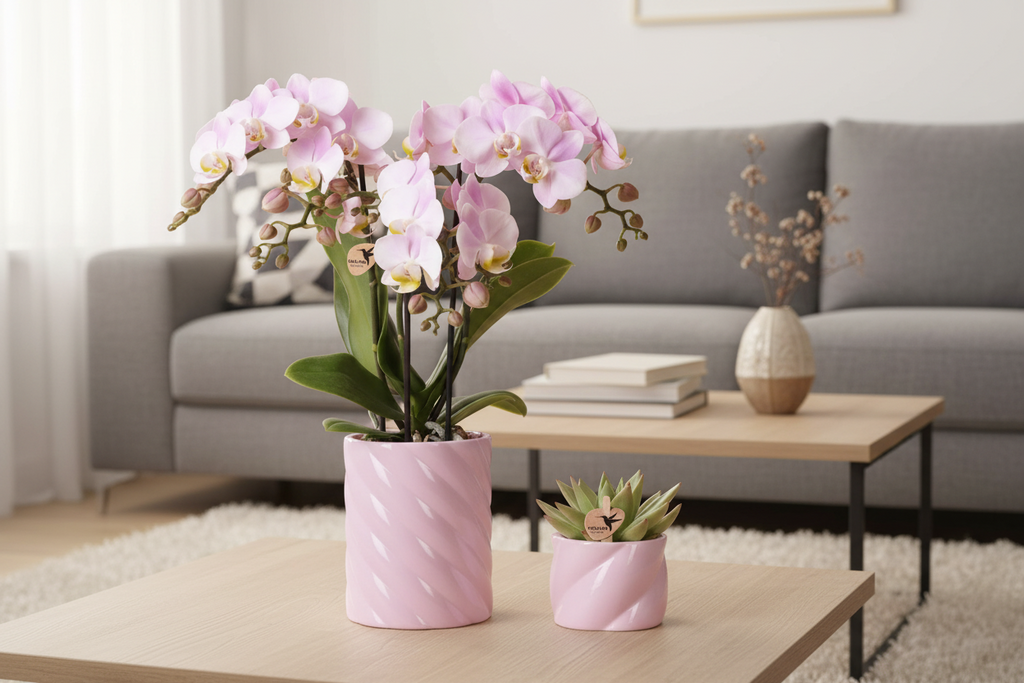 Plantenset Valentijn 'Candy' | Roze Phalaenopsis Orchidee Portugal en Succulent incl. keramieken sierpotten
