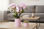 Plantenset Valentijn 'Candy' | Roze Phalaenopsis Orchidee Portugal en Succulent incl. keramieken sierpotten