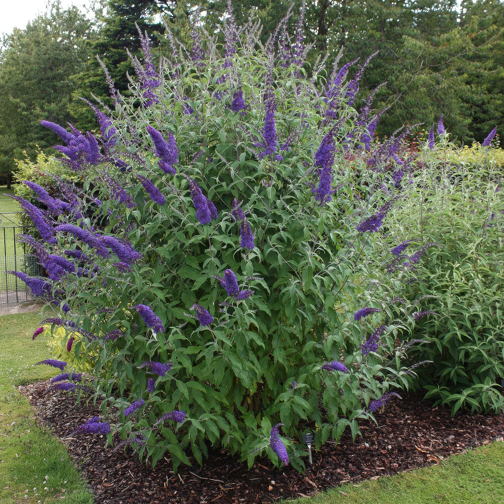 Tuinplant - 3x Buddleja davidii Empire Blue - Vlinderstruik - Winterhard - Blauw - 3 Planten - Pot 17cm - Hoogte 45cm