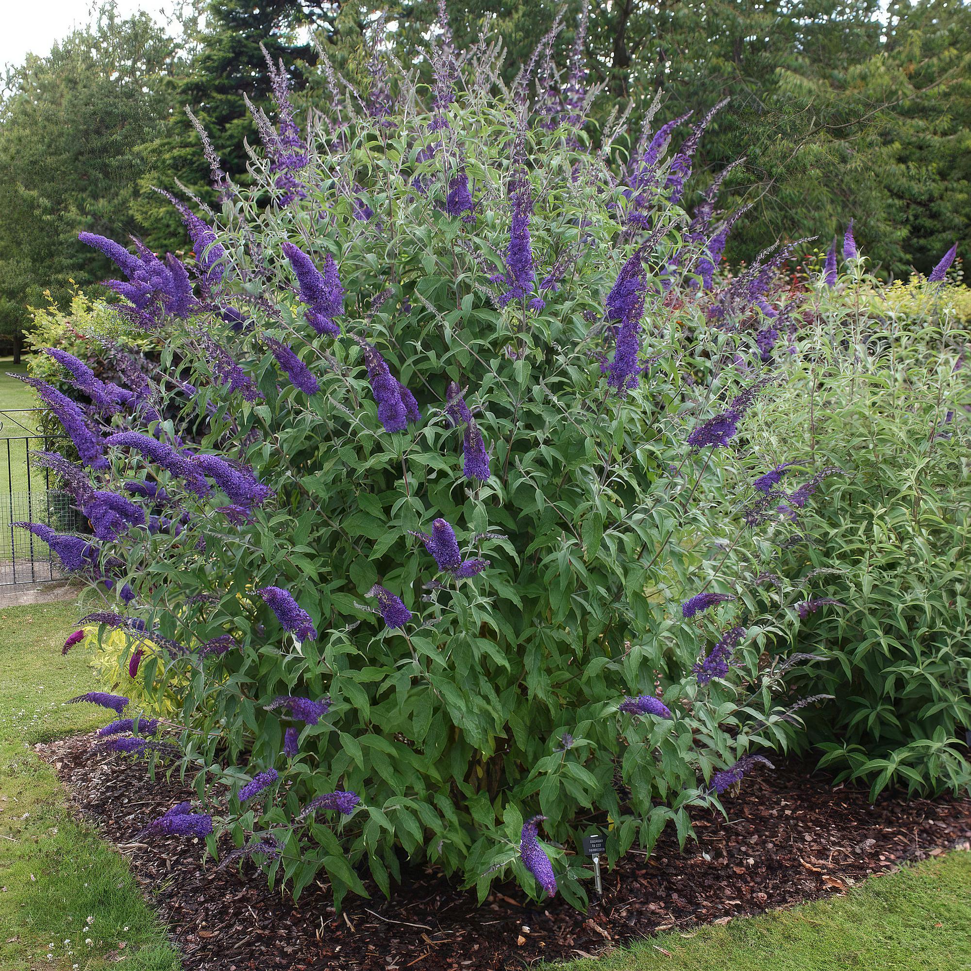 Tuinplant - 3x Buddleja davidii Empire Blue - Vlinderstruik - Winterhard - Blauw - 3 Planten - Pot 17cm - Hoogte 45cm