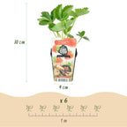 Fruitplanten -3x  Aardbei - Fragaria Elvira - Winterhard - 3 Planten - Pot 9 cm - Rode Aardbei
