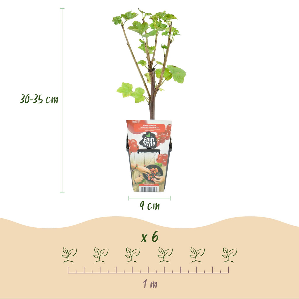 Fruitplanten - Rainbow - Rode Bes - Gele Framboos - Zwarte Braam - Blauwe Bes - Winterhard - 4 Planten - Pot  9cm