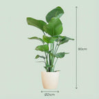 Strelitzia Nicolai met Potter pot wit - 80cm - Ø21