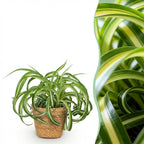Chlorophytum comosum Bonnie - Krullende Graslelie - Huisdiervriendelijke Plant - Groen - 1 Plant - met Mand - Pot 12cm - Hoogte 20cm
