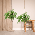 Kokodama Monstera Minima Hang (Gatenplant) - 2 STUKS - Ø15cm - ↕25cm