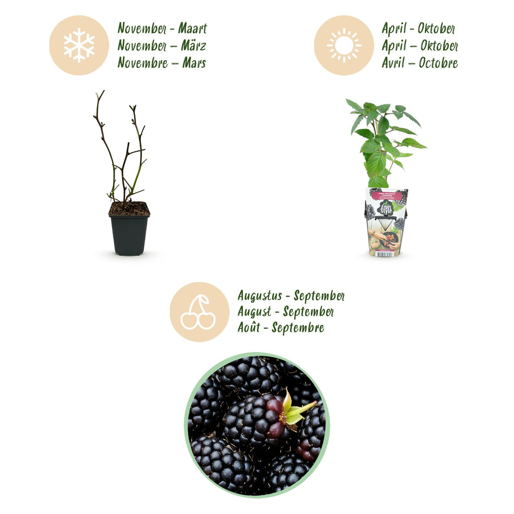 Fruitplanten -3x  Doornloze Braam - Rubus Thornfree - Winterhard - 3 Planten - Pot 9 cm - Zwarte Braam