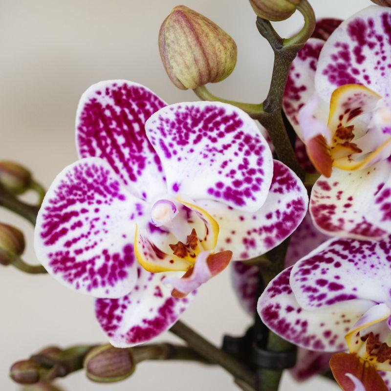 Roze paarse phalaenopsis orchidee potmaat Ø9cm | Bora Bora | bloeiende kamerplant - vers van de kweker
