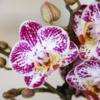 Roze paarse phalaenopsis orchidee potmaat Ø9cm | Bora Bora | bloeiende kamerplant - vers van de kweker
