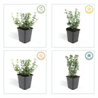 12x Euonymus fort. 'Emerald Gaiety' - ↕10-25cm - Ø9cm