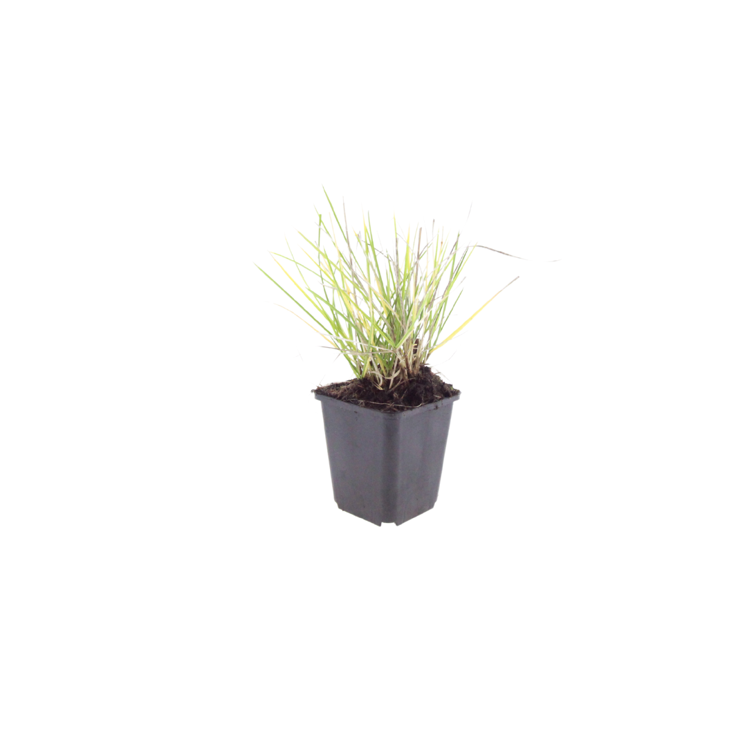 12x Sesleria autumnalis - ↕10-25cm - Ø9cm