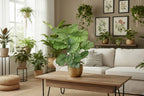 Calathea Orbifolia - Ø 17 cm - Hoogte: 40 - 50cm
