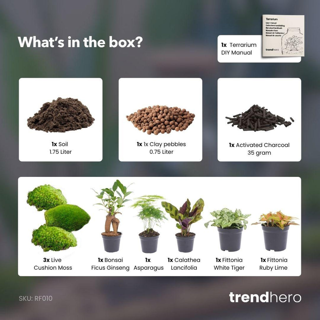 Planten terrarium navulling & Startpakket - 5 planten