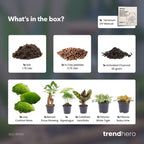 Planten terrarium navulling & Startpakket - 5 planten