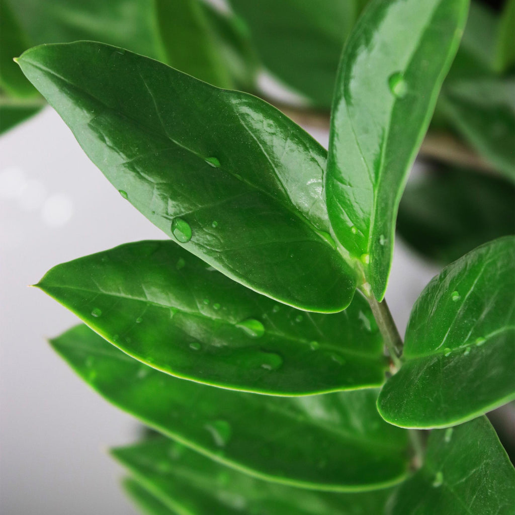 Zamioculcas - ZZ-plant - Weinig onderhoud - met mand - Groen - 1 Plant - Pot 21cm - Hoogte 80-90cm
