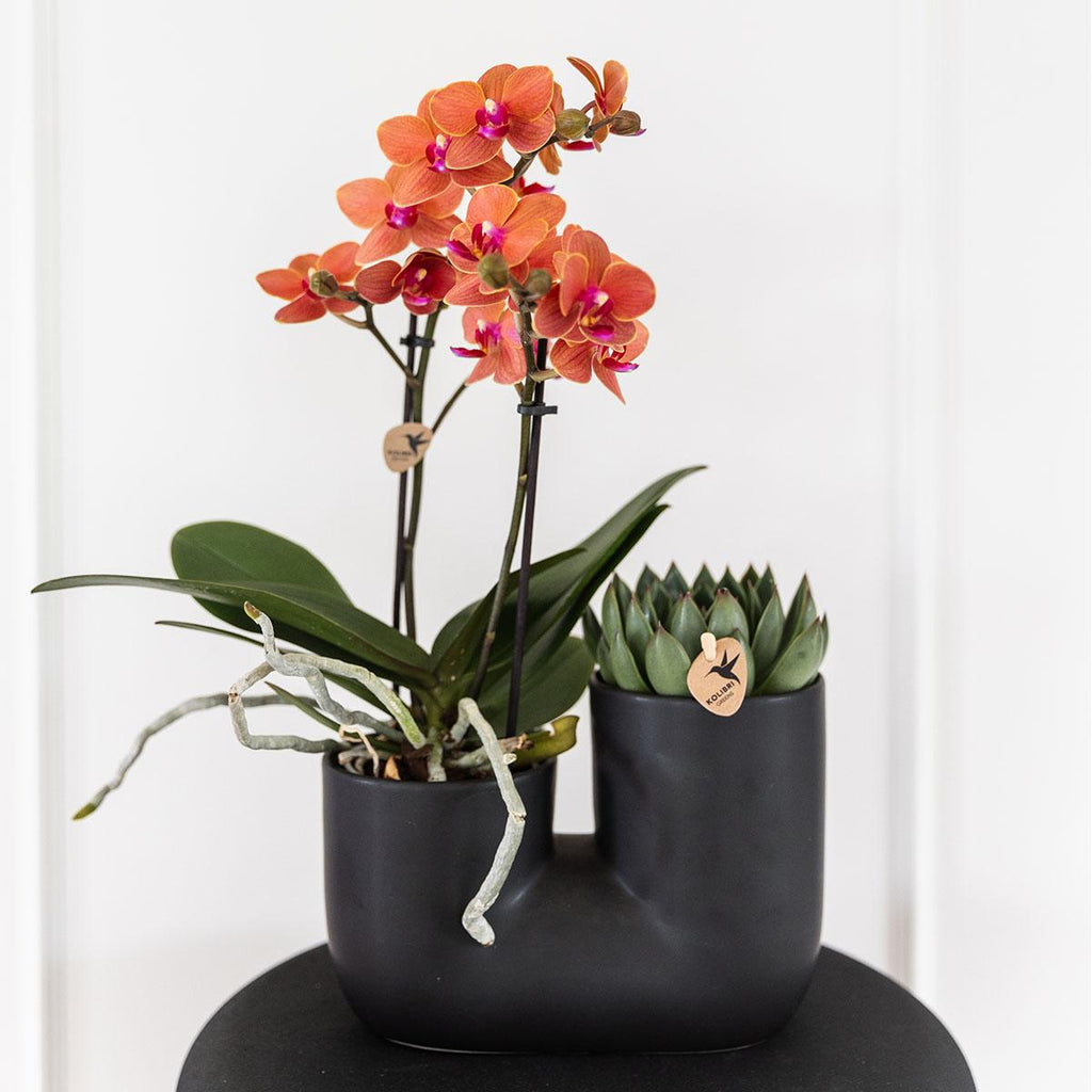 Set van oranje orchidee Bolzano en succulent in Tube sierpot black - potmaat Ø9cm | bloeiende kamerplant - vers van de kweker