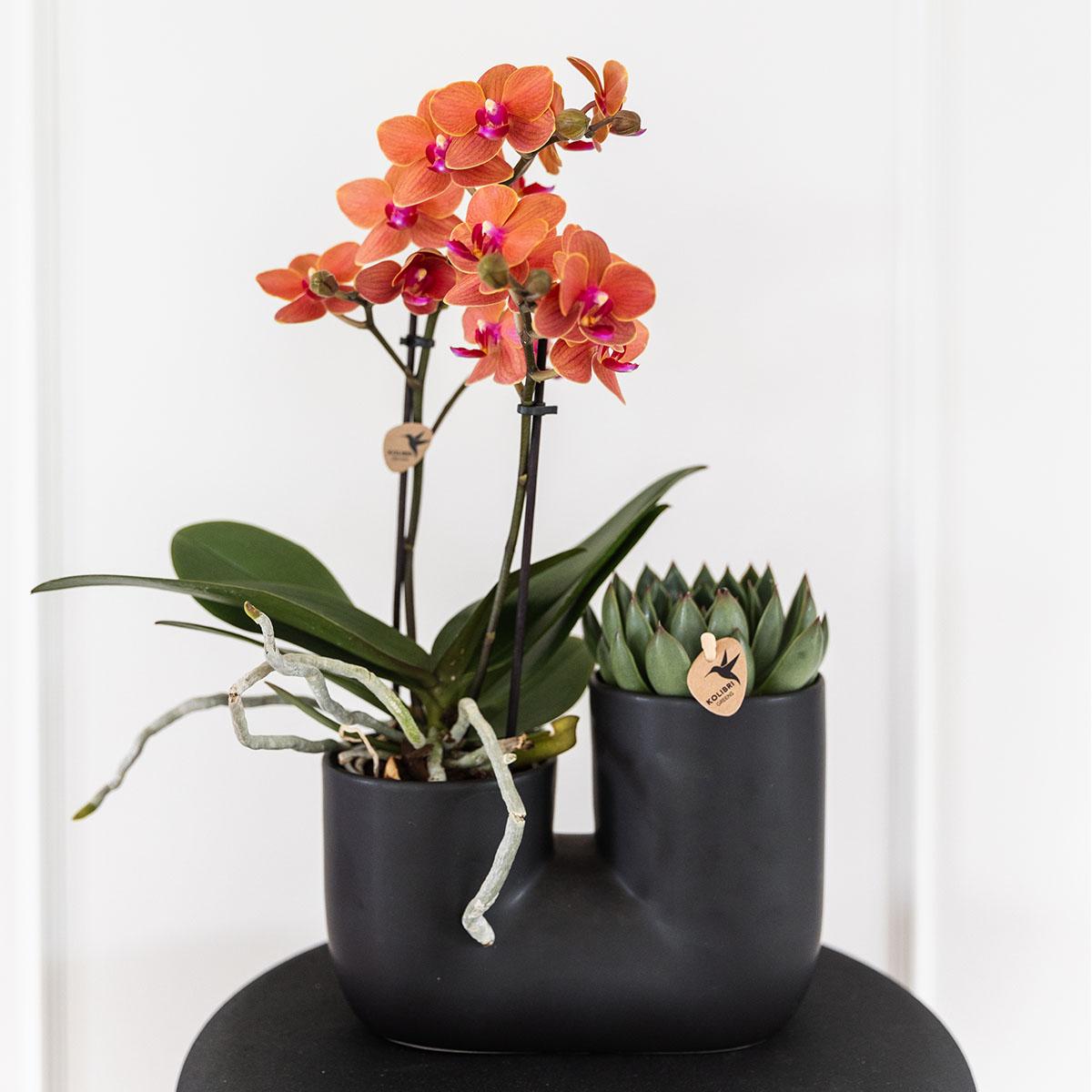 Set van oranje orchidee Bolzano en succulent in Tube sierpot black - potmaat Ø9cm | bloeiende kamerplant - vers van de kweker
