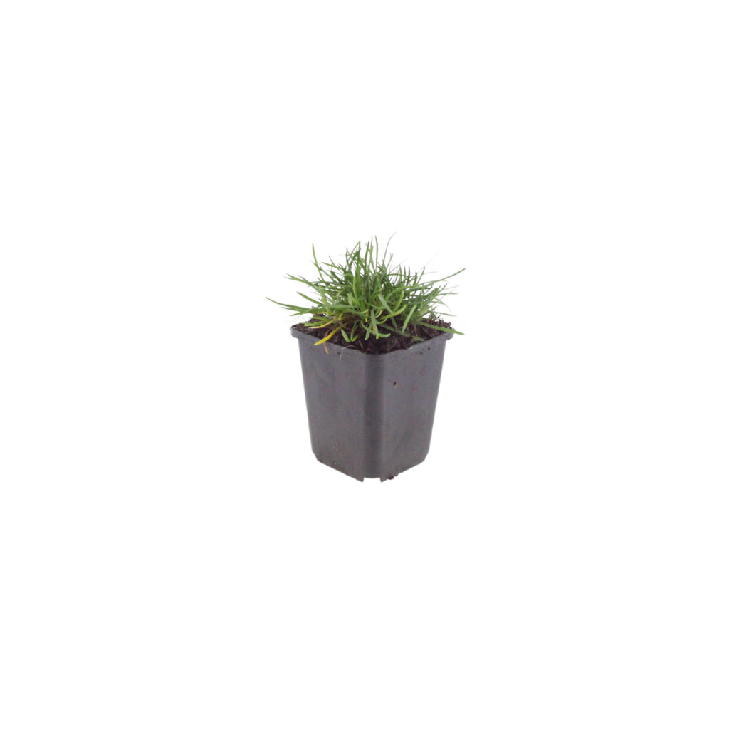 6x Armeria m. 'Splendens' - ↕10-25cm - Ø9cm
