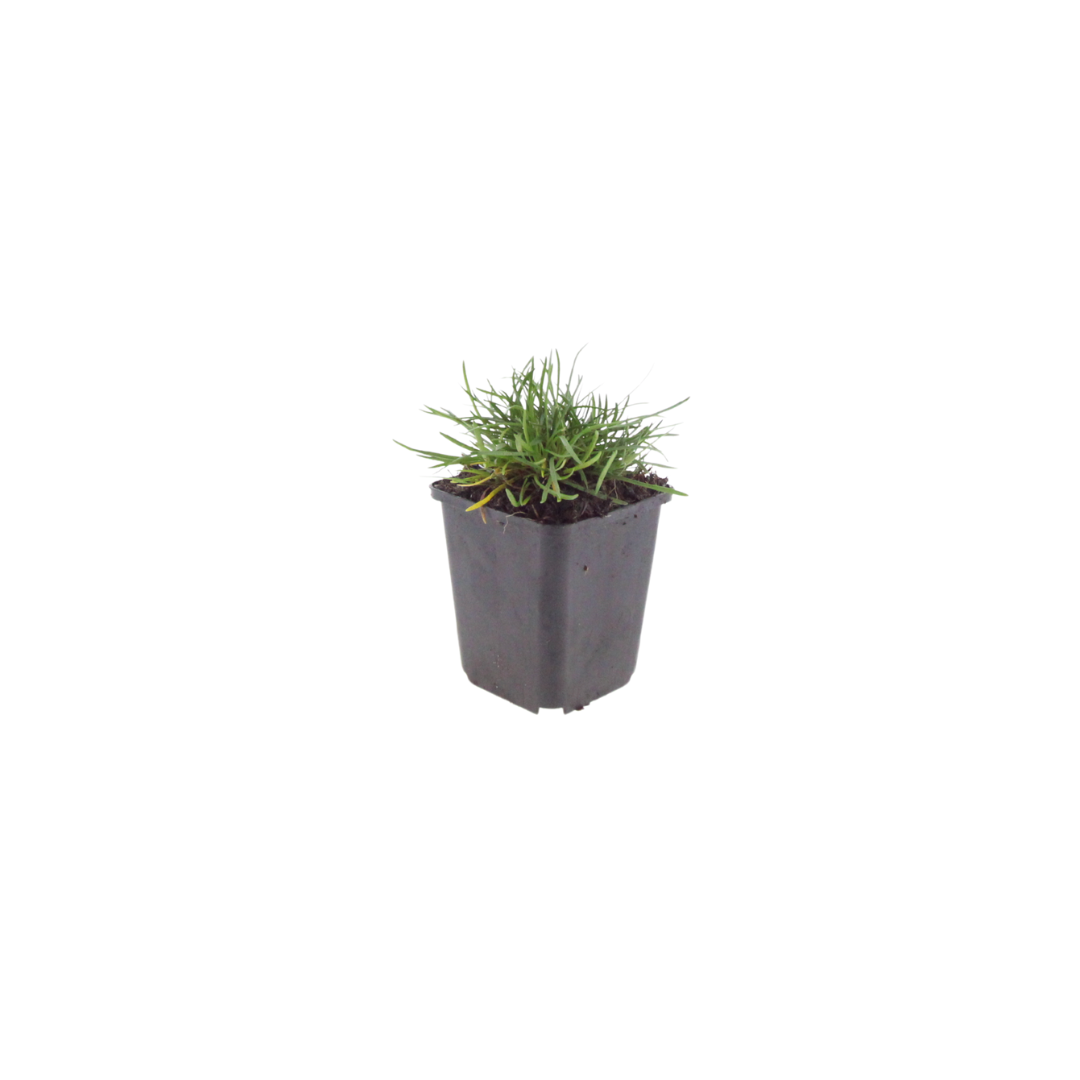 6x Armeria m. 'Splendens' - ↕10-25cm - Ø9cm