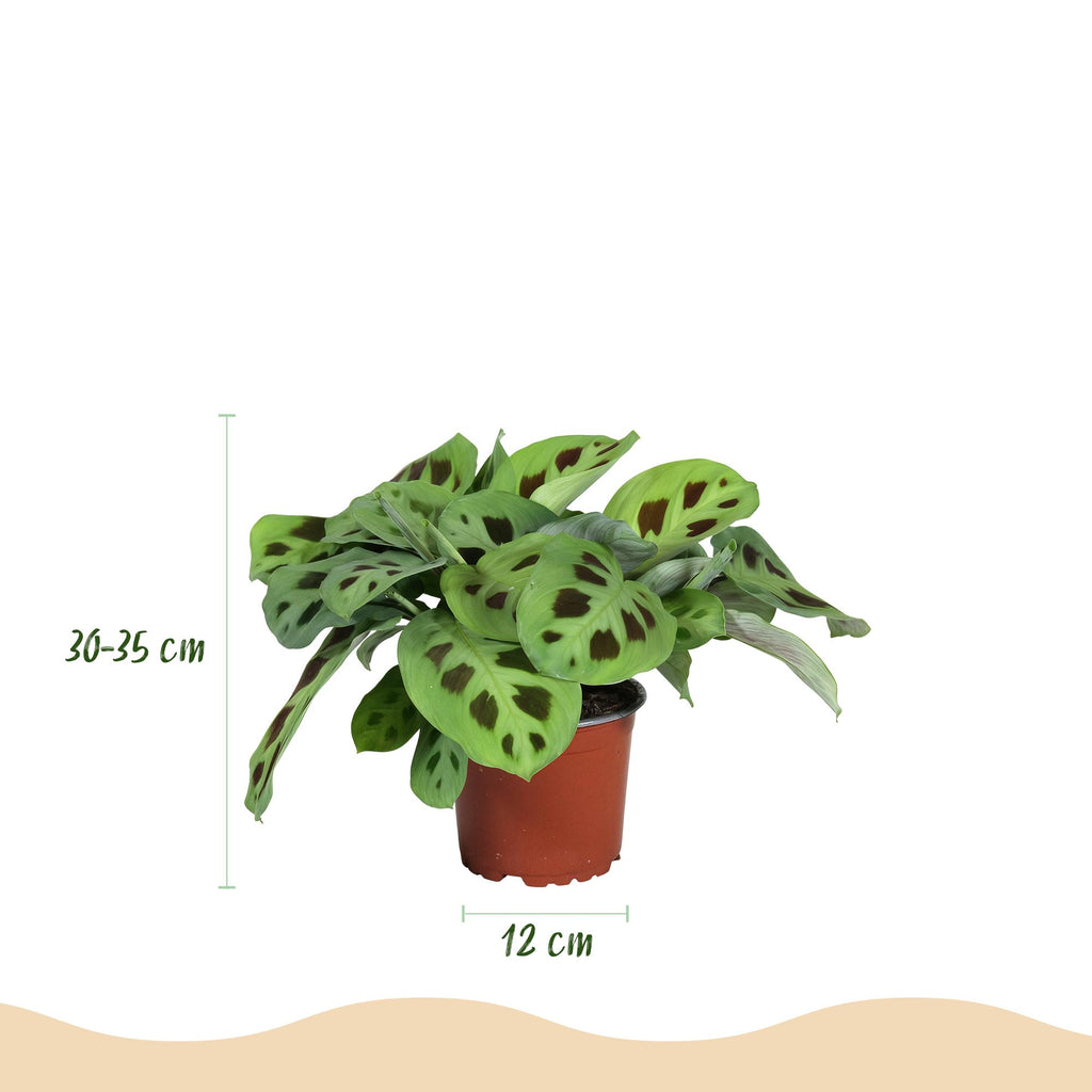 Kamerplant set van 3  - Marantha Silverband, Marantha Lemon Lime Marantha Kerchoveana - Gebedsplant - Huisdiervriendelijke Plant - Groen - 3 Planten - Pot 12cm - Hoogte 25cm