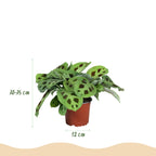 Kamerplant set van 3  - Marantha Silverband, Marantha Lemon Lime Marantha Kerchoveana - Gebedsplant - Huisdiervriendelijke Plant - Groen - 3 Planten - Pot 12cm - Hoogte 25cm