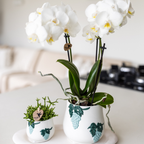witte Phalaenopsis orchidee potmaat Ø9cm | Amabilis | bloeiende kamerplant - vers van de kweker