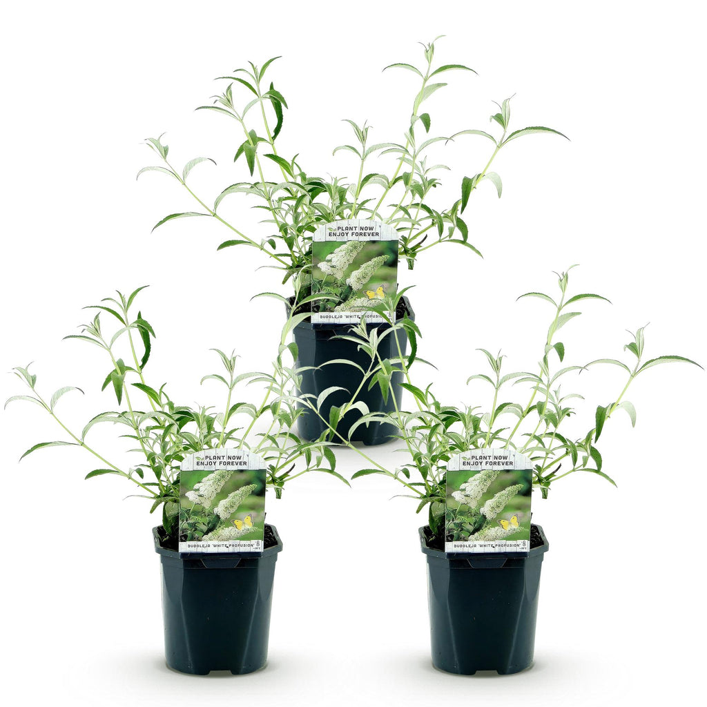 Tuinplant - 3x Buddleja davidii White Profusion - Vlinderstruik - Winterhard - Wit - 3 Planten - Pot 17cm - Hoogte 45cm