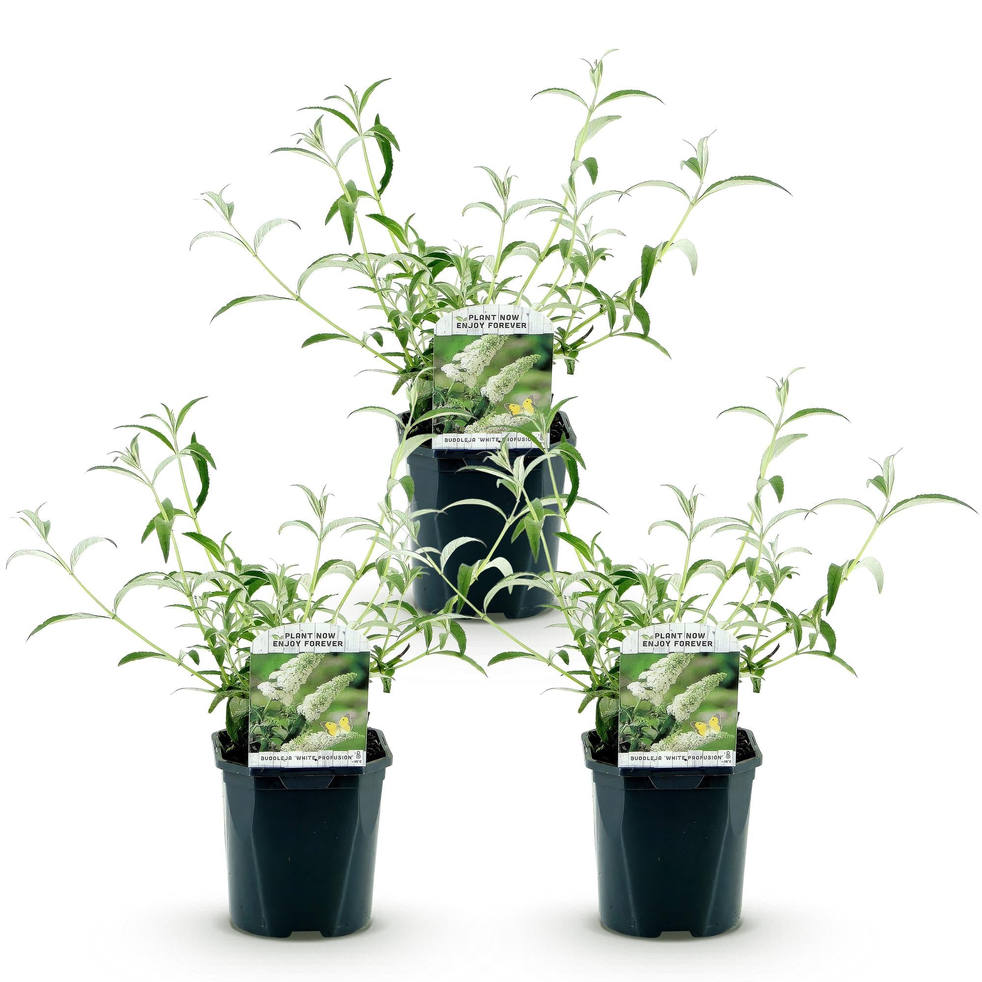 Tuinplant - 3x Buddleja davidii White Profusion - Vlinderstruik - Winterhard - Wit - 3 Planten - Pot 17cm - Hoogte 45cm