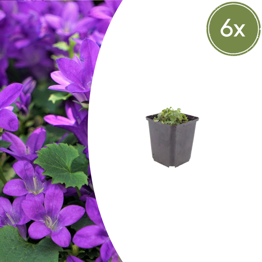 6x Campanula portenschlagiana - ↕10-25cm - Ø9cm