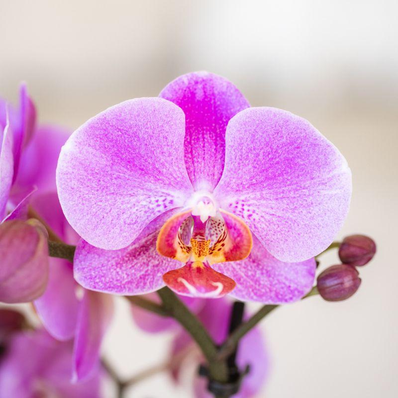 Paars roze phalaenopsis orchidee potmaat Ø9cm | Frederikstad | bloeiende kamerplant - vers van de kweker