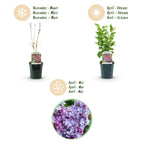 Tuinplant - Syringa vulgaris Michel Buchner - Gewone Sering - Winterhard - Roze - 1 Plant - Pot 17cm - Hoogte 45cm