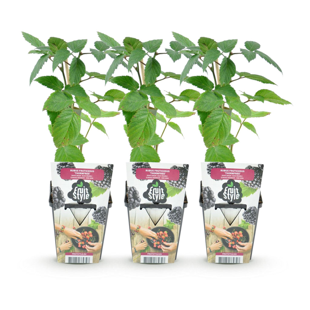 Fruitplanten -3x  Doornloze Braam - Rubus Thornfree - Winterhard - 3 Planten - Pot 9 cm - Zwarte Braam