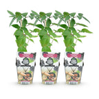 Fruitplanten -3x  Doornloze Braam - Rubus Thornfree - Winterhard - 3 Planten - Pot 9 cm - Zwarte Braam