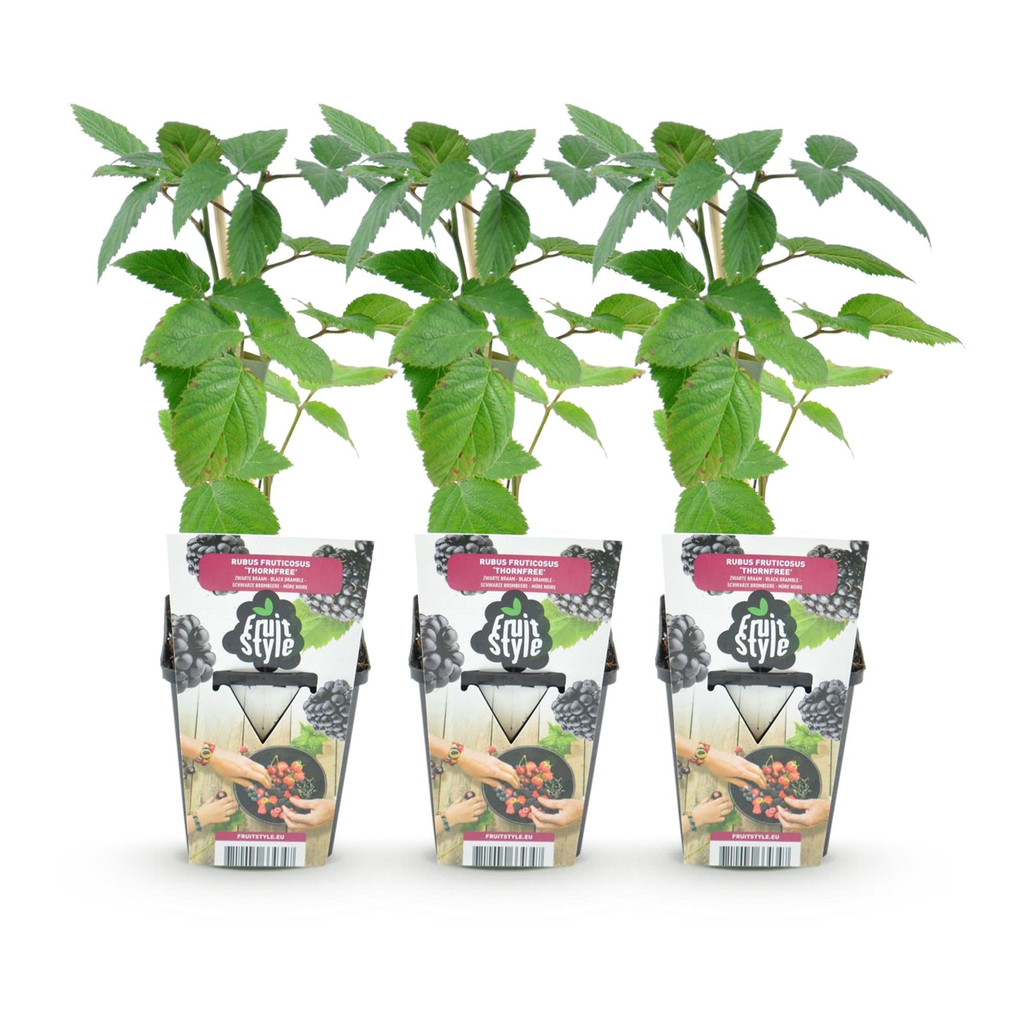 Fruitplanten -3x  Doornloze Braam - Rubus Thornfree - Winterhard - 3 Planten - Pot 9 cm - Zwarte Braam