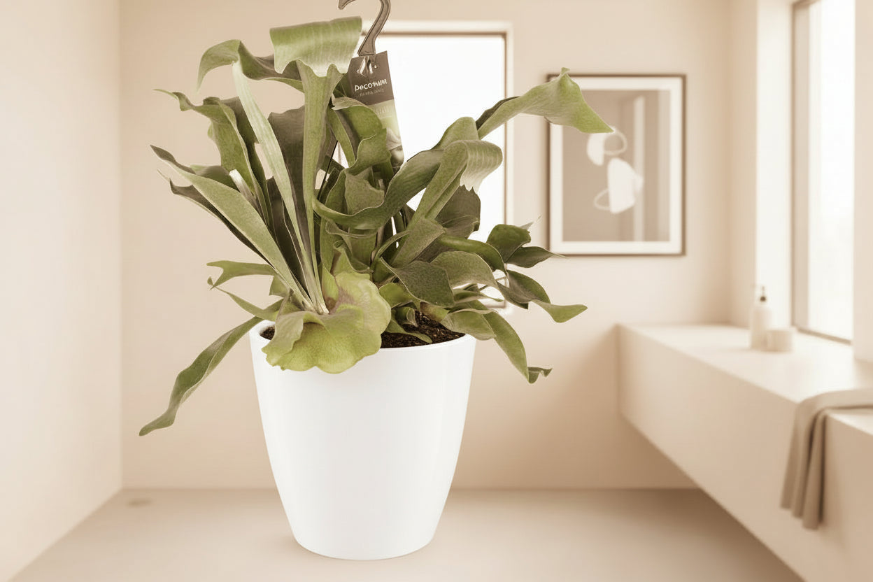 Platycerium Bifurcatum - Ø17cm - ↕30cm + Pot Brussels D18x17cm - Wit