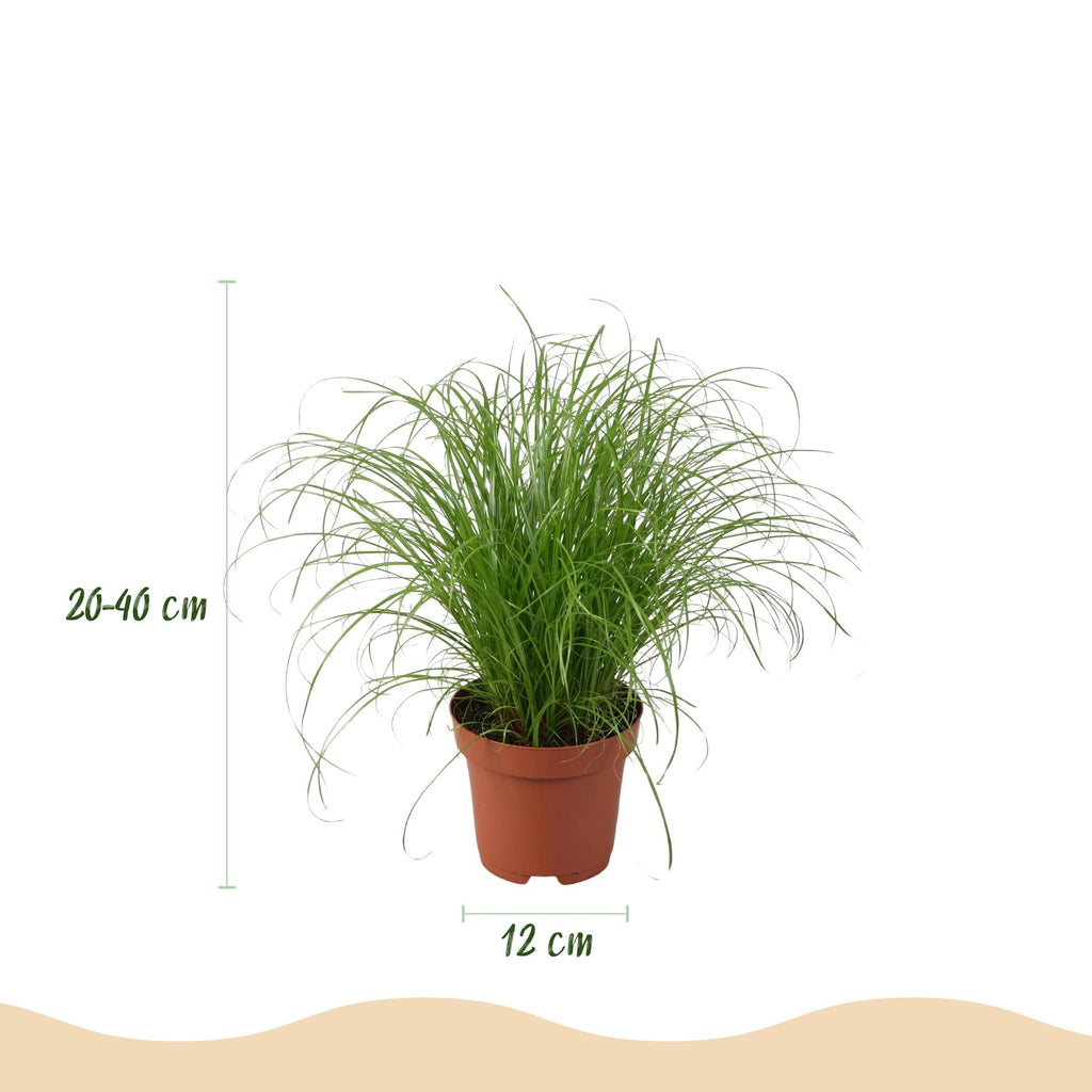 Kamerplant mix van 4 stuks- Chlorophytum - Cyperus - Phlebodium - Marantha - Mix van 4 - Huisdiervriendelijke Planten - Groen - 4 Planten - Pot 12cm - Hoogte 25cm