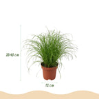 Kamerplant mix van 4 stuks- Chlorophytum - Cyperus - Phlebodium - Marantha - Mix van 4 - Huisdiervriendelijke Planten - Groen - 4 Planten - Pot 12cm - Hoogte 25cm