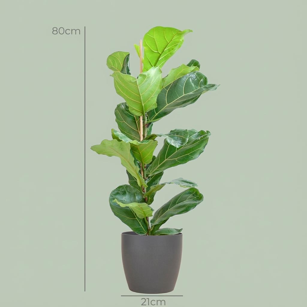 Ficus Lyrata met Potter pot grijs - 80cm - Ø21