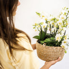 witte plantenset in Cotton Basket incl. waterreservoir | drie witte orchideeën Lausanne 9cm en drie groene planten | Jungle Bouquet wit met zelfvoorzienend waterreservoir