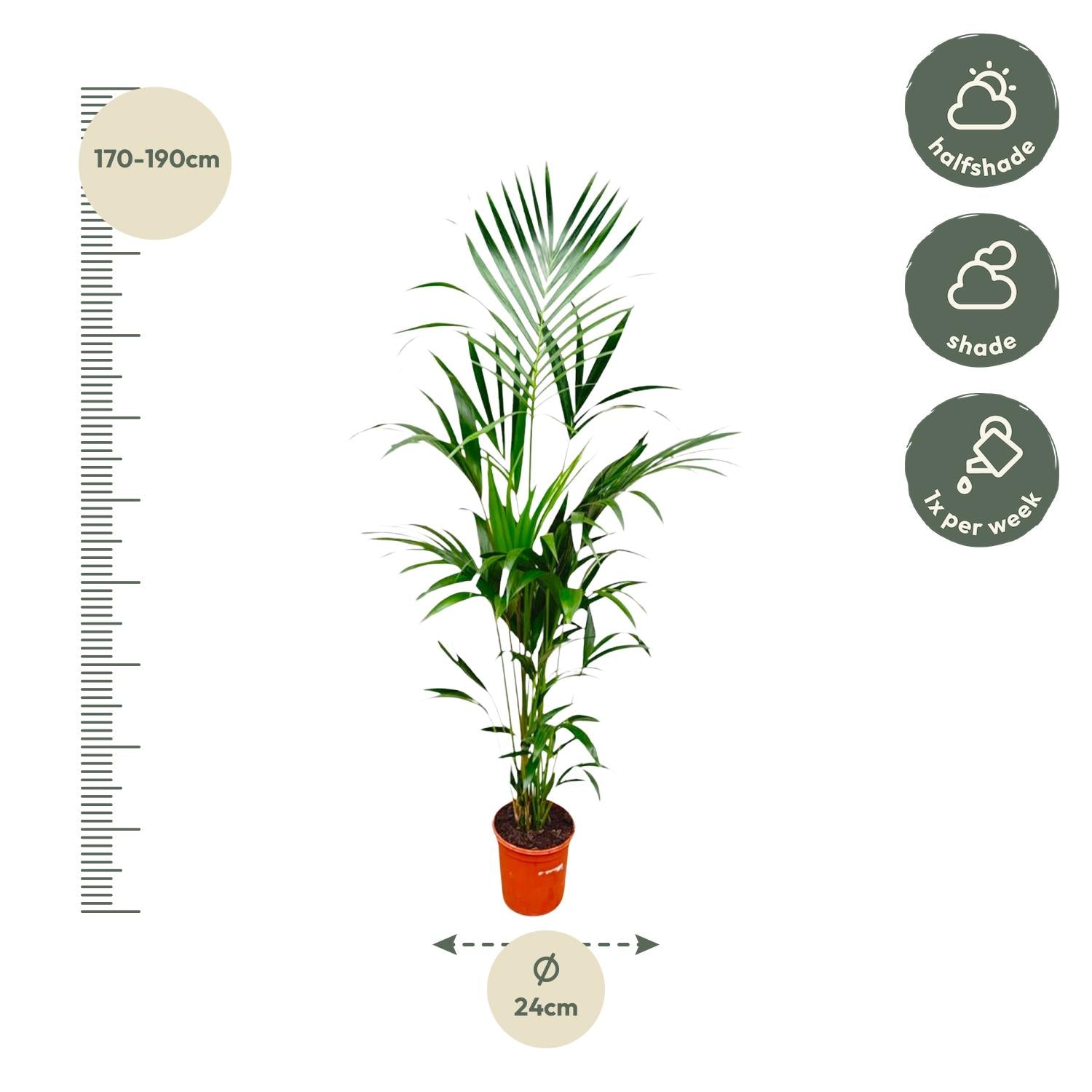 Kentia palm - 180cm - ⌀21 -25