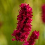 12x Persicaria a. 'Blackfield' - ↕10-25cm - Ø9cm