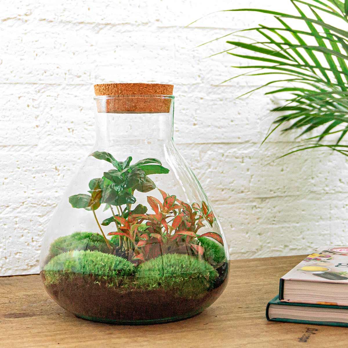 DIY terrarium - Sammie Coffea Red - Ø 22,5 cm ↑ 27 cm -Diverse opties
